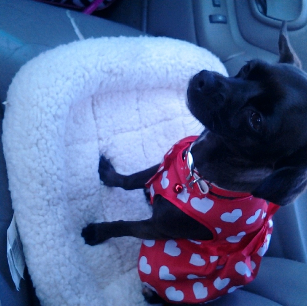 Meet your Posher, Felicia